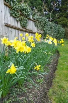 Spring flowers, yellow daffodils Stock Photos
