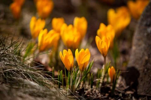 Spring flowers yellow Stock Photos