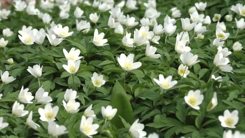 Spring flowers zoom in Video stock 74870492