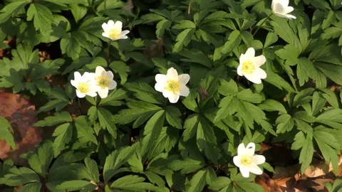 Spring flowers zoom out Video stock 74870007