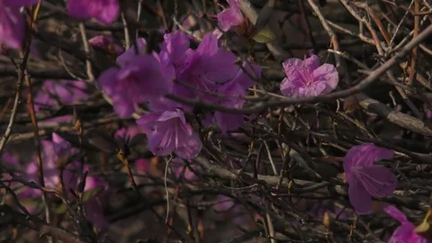 Spring flowers zoom out Video stock 74871674