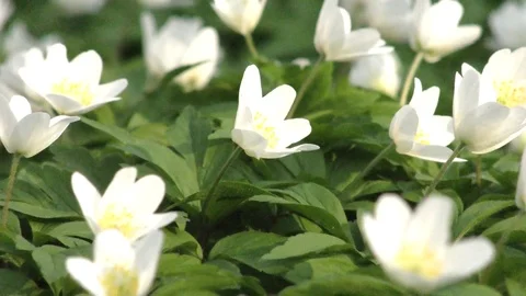 Spring flowers zoom out Stock Footage 74872407