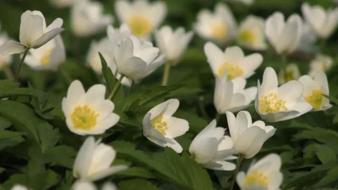 Spring flowers zoom out Video stock 74872492