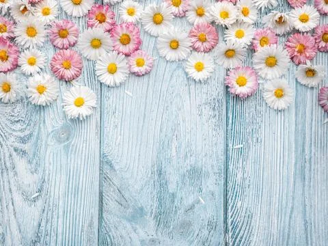 Spring flowersbackground with copy space Stock Photos