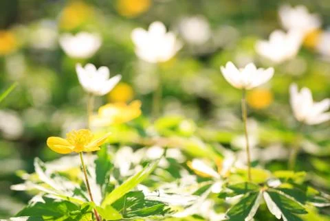 Spring flowers,floral background Stock Photos