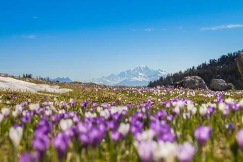 Spring flowers(snowdrops) on an alpine meadow on background Mont Blanc Stock Photos