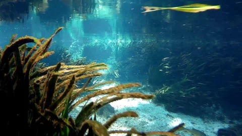 Spring Flowing Into The River (under water view) Stock Footage 89354547