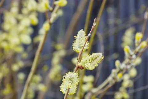 Spring fluffy buds branches 스톡 사진