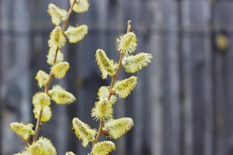Spring fluffy buds branches Stock Photos