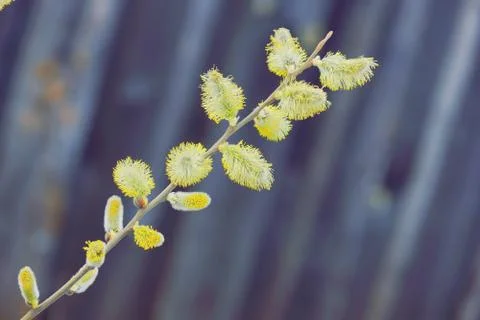 Spring fluffy buds branches 스톡 사진