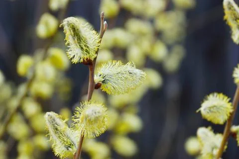 Spring fluffy buds branches 스톡 사진