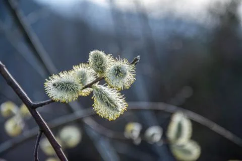 Spring fluffy buds branches Stock Photos