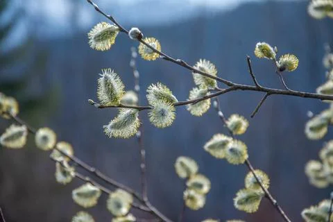 Spring fluffy buds branches Stock Photos