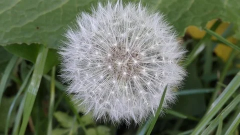 Spring. Fluffy dandelion. Stock Footage 75220734