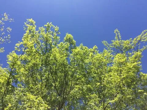 Spring flush of leaves on deciduous trees Stock Photos