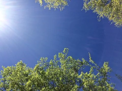 Spring flush of leaves on deciduous trees Stock Photos