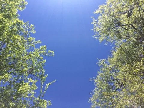 Spring flush of leaves on deciduous trees Stock-Fotos