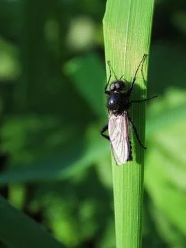 Spring Fly Portrait Stock Photos
