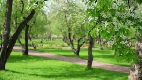 Spring flying white petals of flowering cherry, apple and pear trees in wind in Video stock 82706011