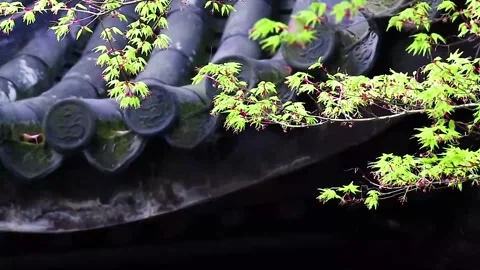 Spring Foliage and Dark Ceramic Temple Roof Detail Stock Footage 346113450