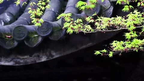 Spring Foliage and Dark Ceramic Temple Roof Detail Stock Footage 346113452