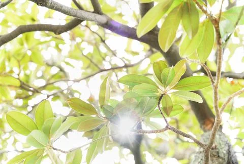 Spring foliage backlit and sun shining through the leaves. Stock Photos