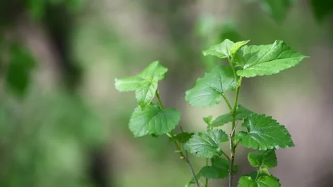 Spring Foliage Stock Footage 153825212