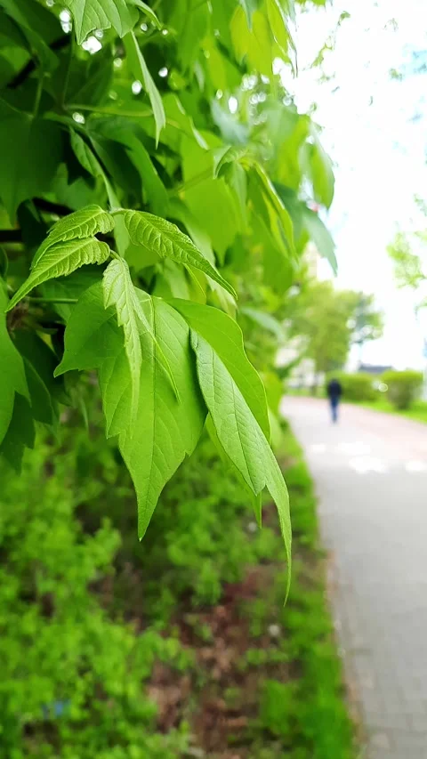 Spring foliage Stock Footage 274367019