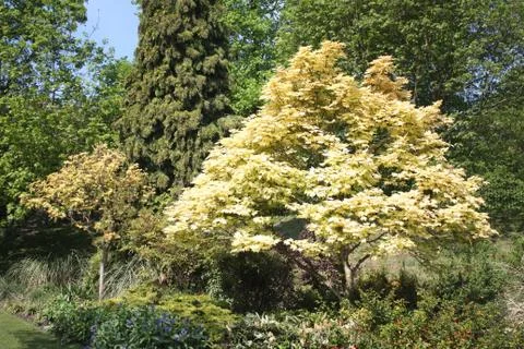 Spring foliage Stock Photos