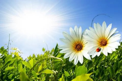 Spring foliage Stock Photos