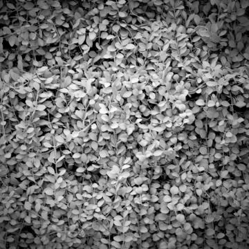 Spring foliage seamless pattern Stock Photos