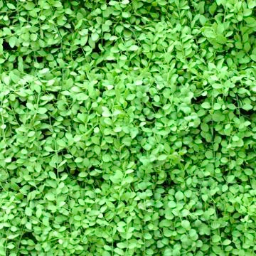 Spring foliage seamless pattern Foto stock