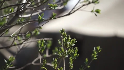 Spring foliage sways by the wind Stock Footage 107727218
