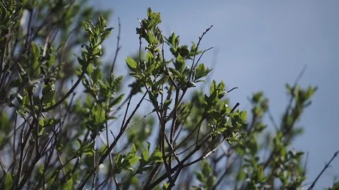 Spring foliage sways by the wind Stock Footage 107727244