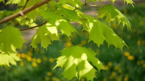 Spring foliage on a tree is a sunny day in the city. Stock Footage 90944135