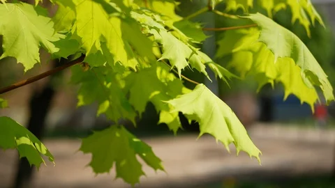 Spring foliage on a tree is a sunny day in the city. Stock Footage 90944674