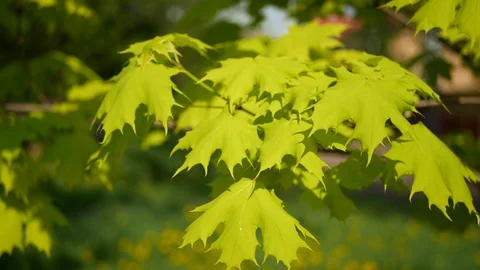 Spring foliage on a tree is a sunny day in the city. Video stock 90945133