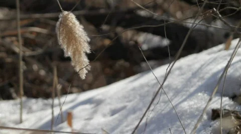 Spring. Video stock 653360