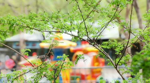 Spring Video stock 704496