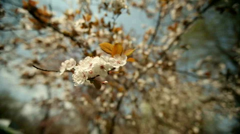 Spring Vídeo Stock 769200