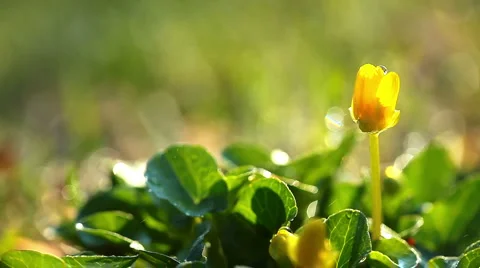 Spring Stock Footage 2976392