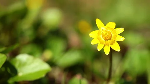 Spring Stock Footage