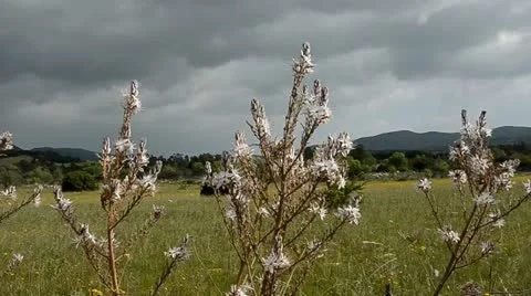 Spring Video stock 10881021