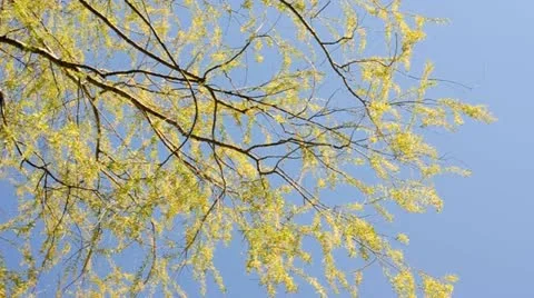 Spring Stock Footage 10983817