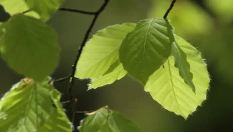 Spring Stock-Footage 11061181