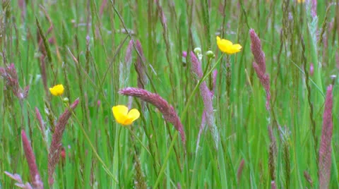 Spring Video stock 23426232