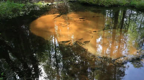 Spring Stock Footage 24710257