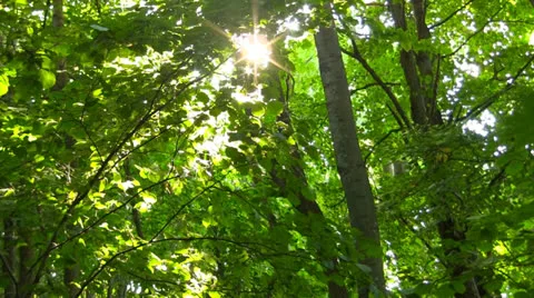 Spring Stock Footage 25854732