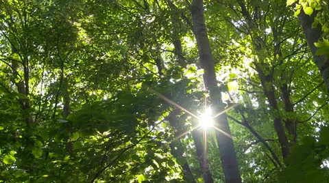 Spring Stock Footage 25855305