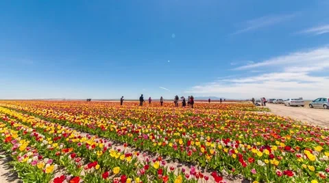 Spring Stock Footage 61785152